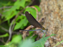 Matrona basilaris