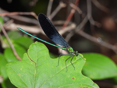 Matrona basilaris