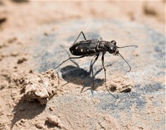 Cicindela ocellata rectilatera