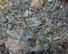 Streptanthus brachiatus