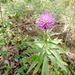 Cirsium serratuloides - Photo (c) ranchich_mila，保留部份權利CC BY-NC