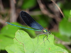 Matrona basilaris
