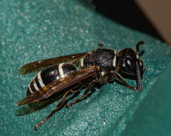 Euodynerus leucomelas
