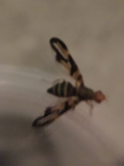 Idana marginata