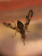Idana marginata