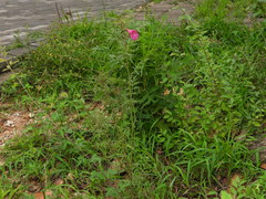 Incarvillea sinensis