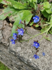 Anchusa azurea