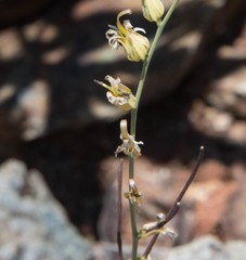 Streptanthus brachiatus