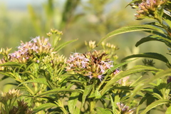 Chromolaena perglabra