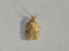 Agonopterix robiniella