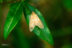 Dysauxes famula
