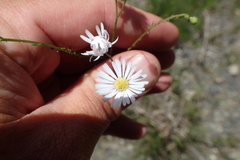 Erigeron dolomiticola