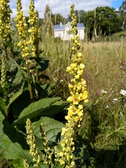 Verbascum nigrum