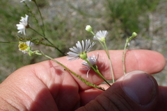 Erigeron dolomiticola