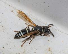 Euodynerus leucomelas