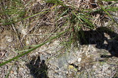 Erigeron dolomiticola