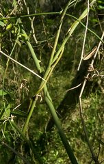 Smilax campestris