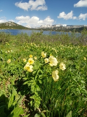 Trollius laxus