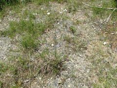 Erigeron dolomiticola