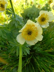 Trollius laxus