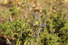 Salvia bogotensis