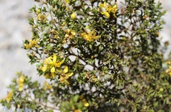 Larrea tridentata