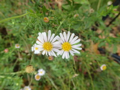 Felicia erigeroides