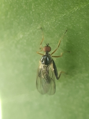 Hybotinae