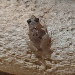 Eleutherodactylus planirostris