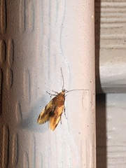 Epicallima argenticinctella