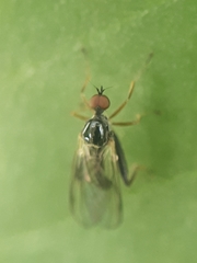 Hybotinae