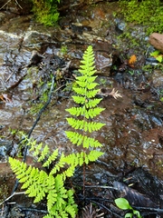 Cystopteris bulbifera