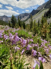 Penstemon fruticosus