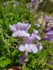 Penstemon fruticosus
