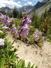 Penstemon fruticosus