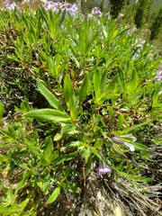 Penstemon fruticosus