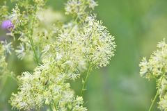 Thalictrum lucidum