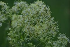 Thalictrum lucidum