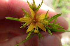 Hypericum galioides