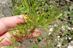 Hypericum galioides
