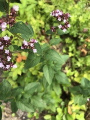 Origanum vulgare