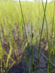 Schoenoplectus subterminalis