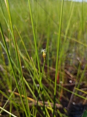 Schoenoplectus subterminalis