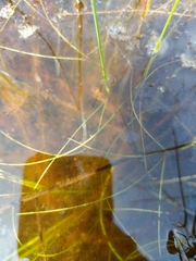 Schoenoplectus subterminalis