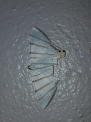 Opisthoxia metargyria