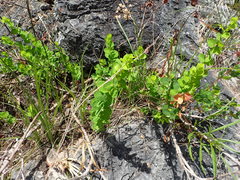 Phyllanthopsis phyllanthoides