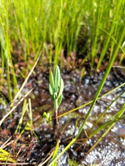 Andromeda polifolia latifolia