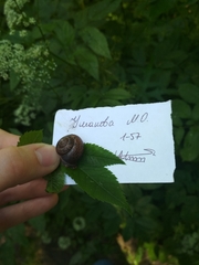 Fruticicola fruticum