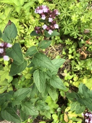 Origanum vulgare