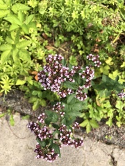 Origanum vulgare